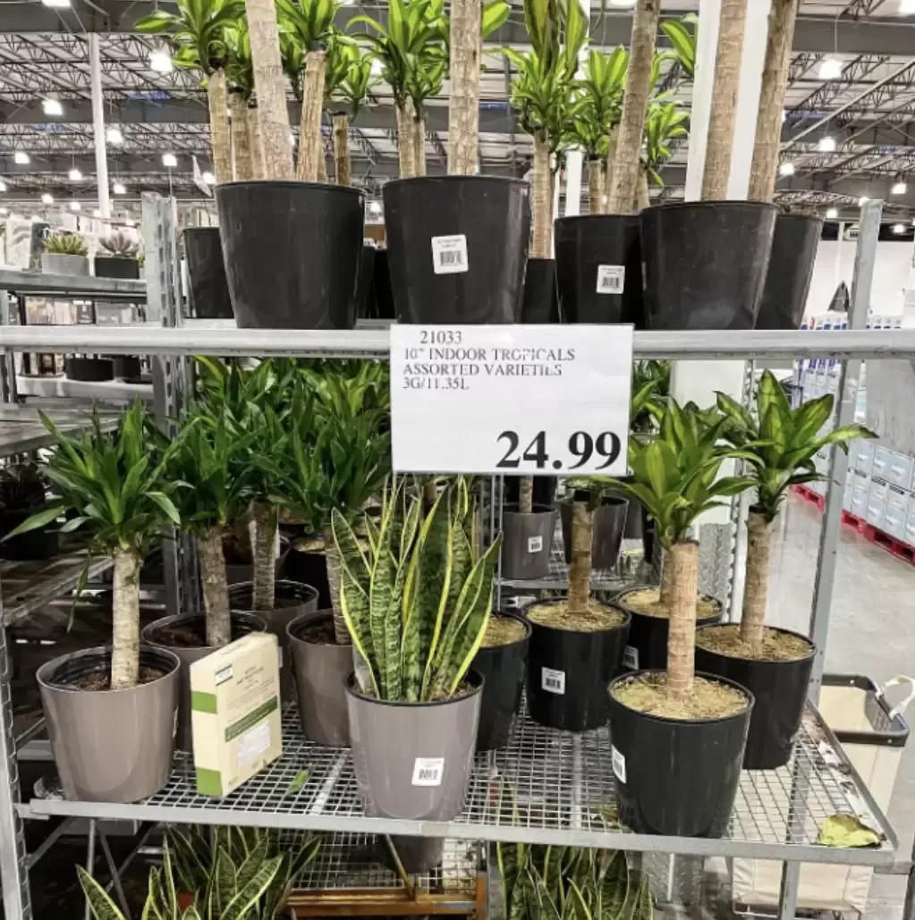 吵翻! 加拿大妹子被Costco
